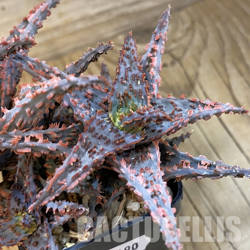 SH33490 Aloe TCT hybrid - Image 2