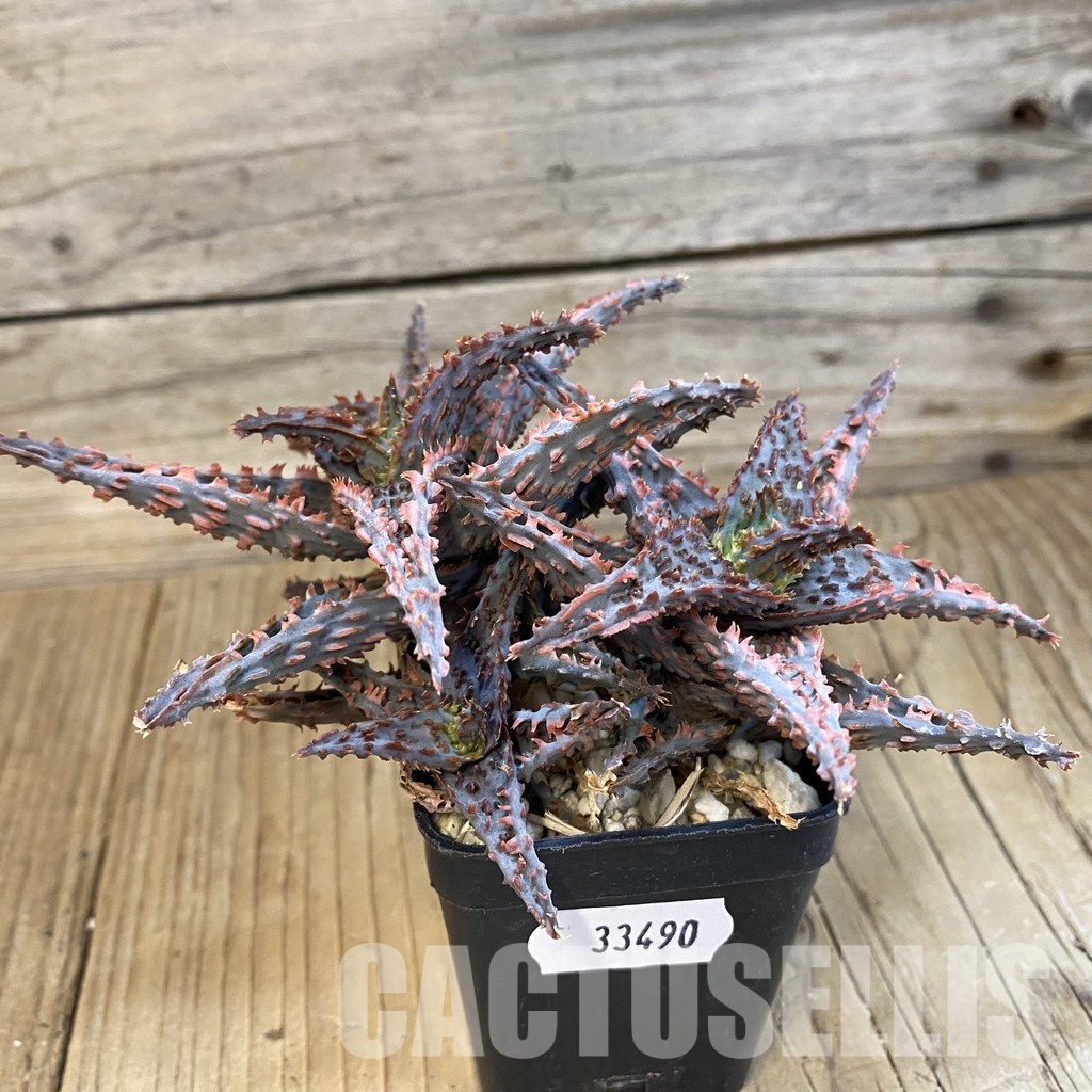 SH33490 Aloe TCT hybrid - Image 3