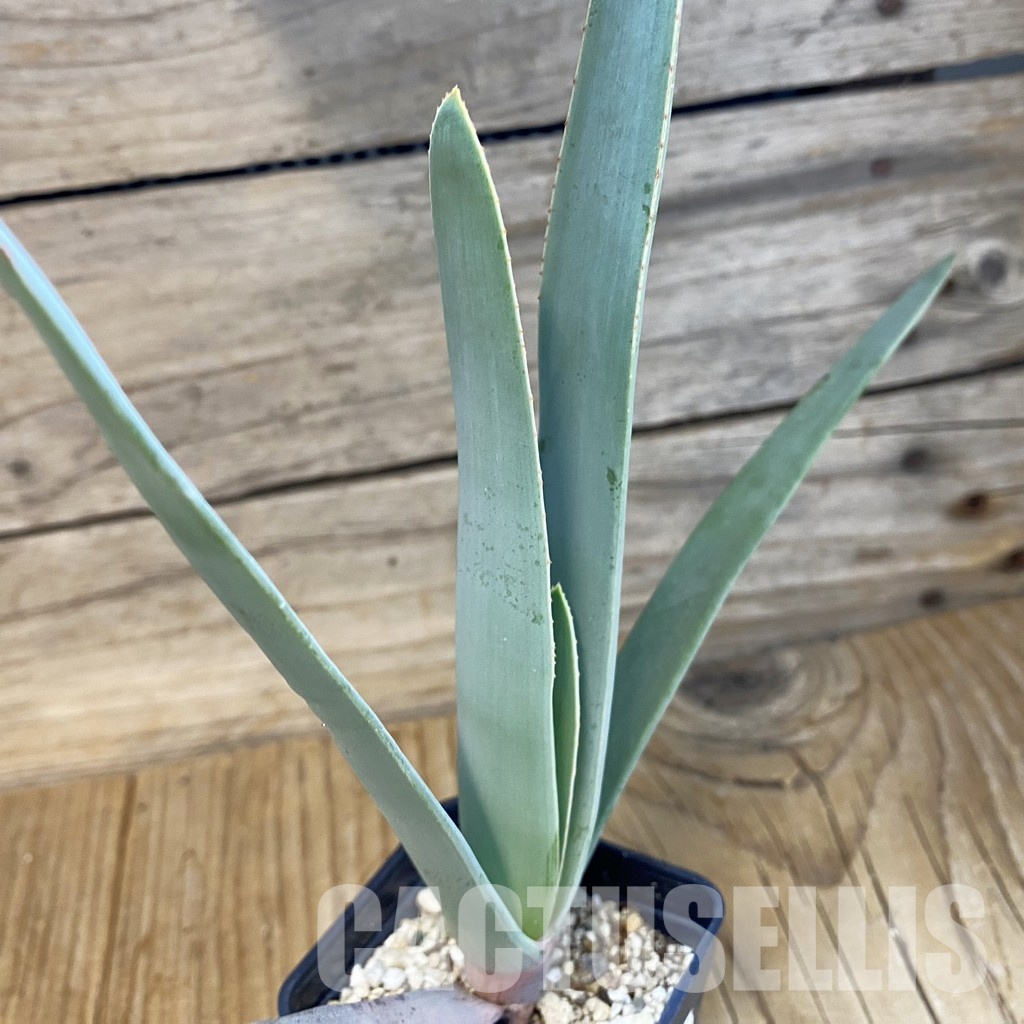 SH33493 Aloe plicatilis