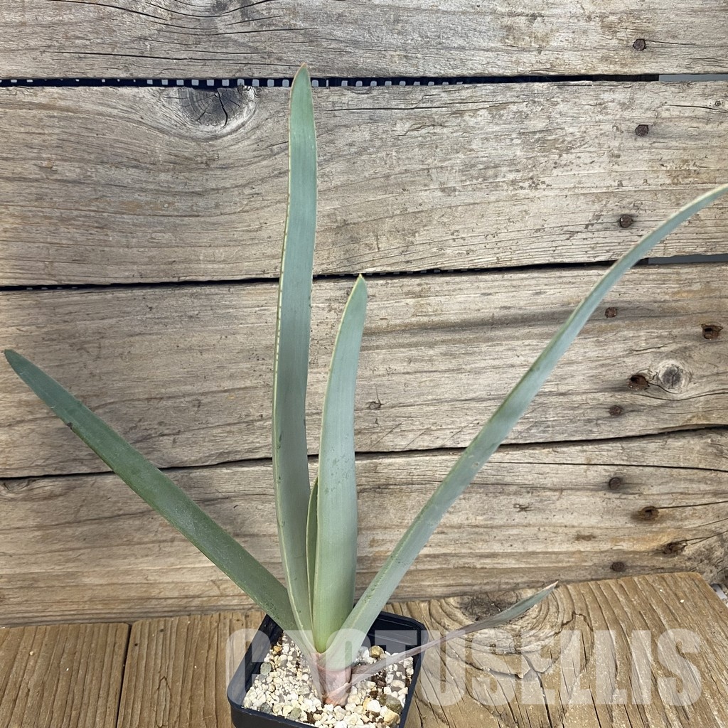 SH33493 Aloe plicatilis - Image 2