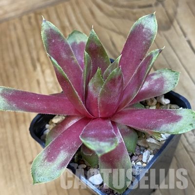 SH33459 Sempervivum 'Apricot Beauty' (cold-resistant)