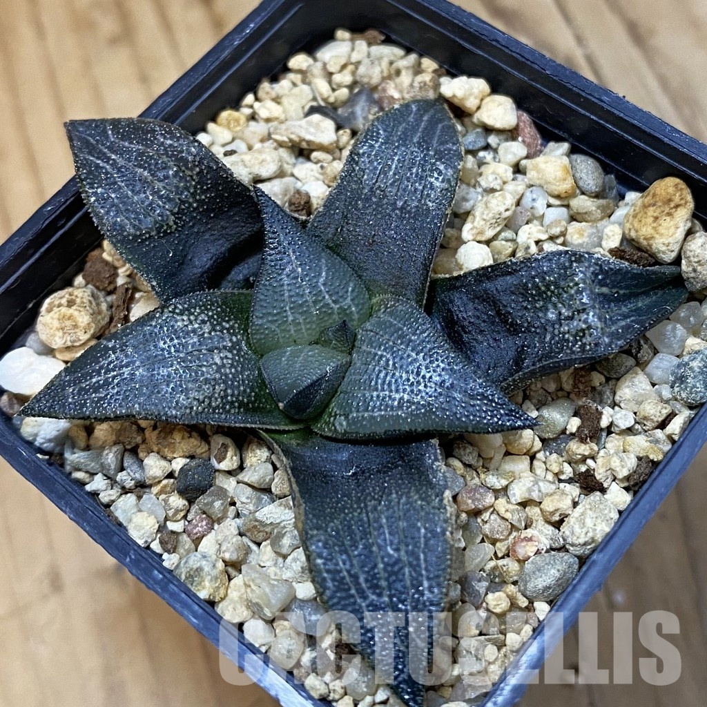 SH25474 Haworthia marxii
