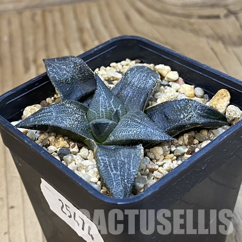 SH25474 Haworthia marxii - Image 2