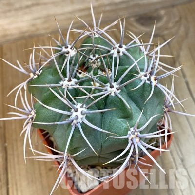SH33418 Gymnocalycium mostii, hard spines -Uritorco-, 7 years old