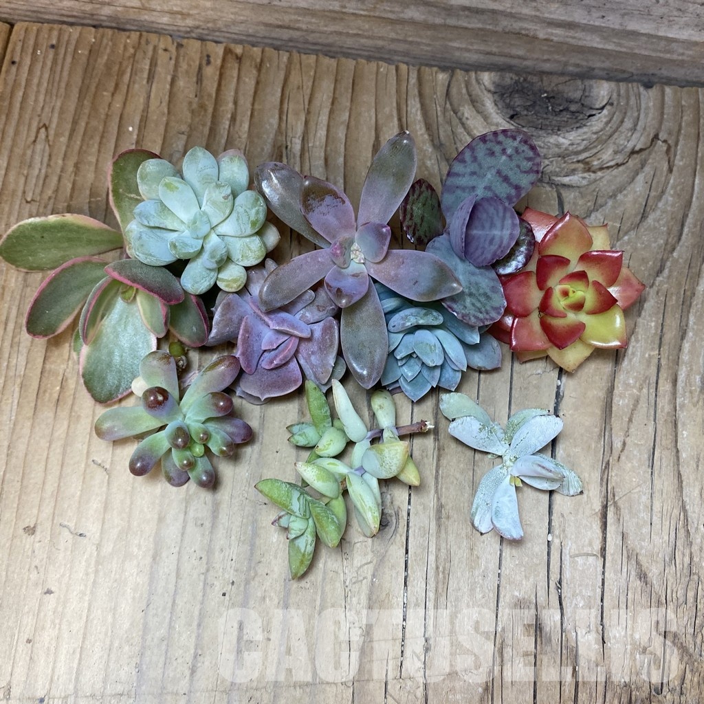SH33498 Succulents mix, cuted - Image 2
