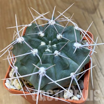 SH33419 Gymnocalycium mostii v. genseri VG 341 A, 6 years old