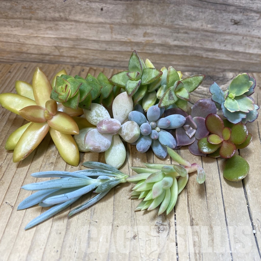 SH33499 Succulents mix, cuted