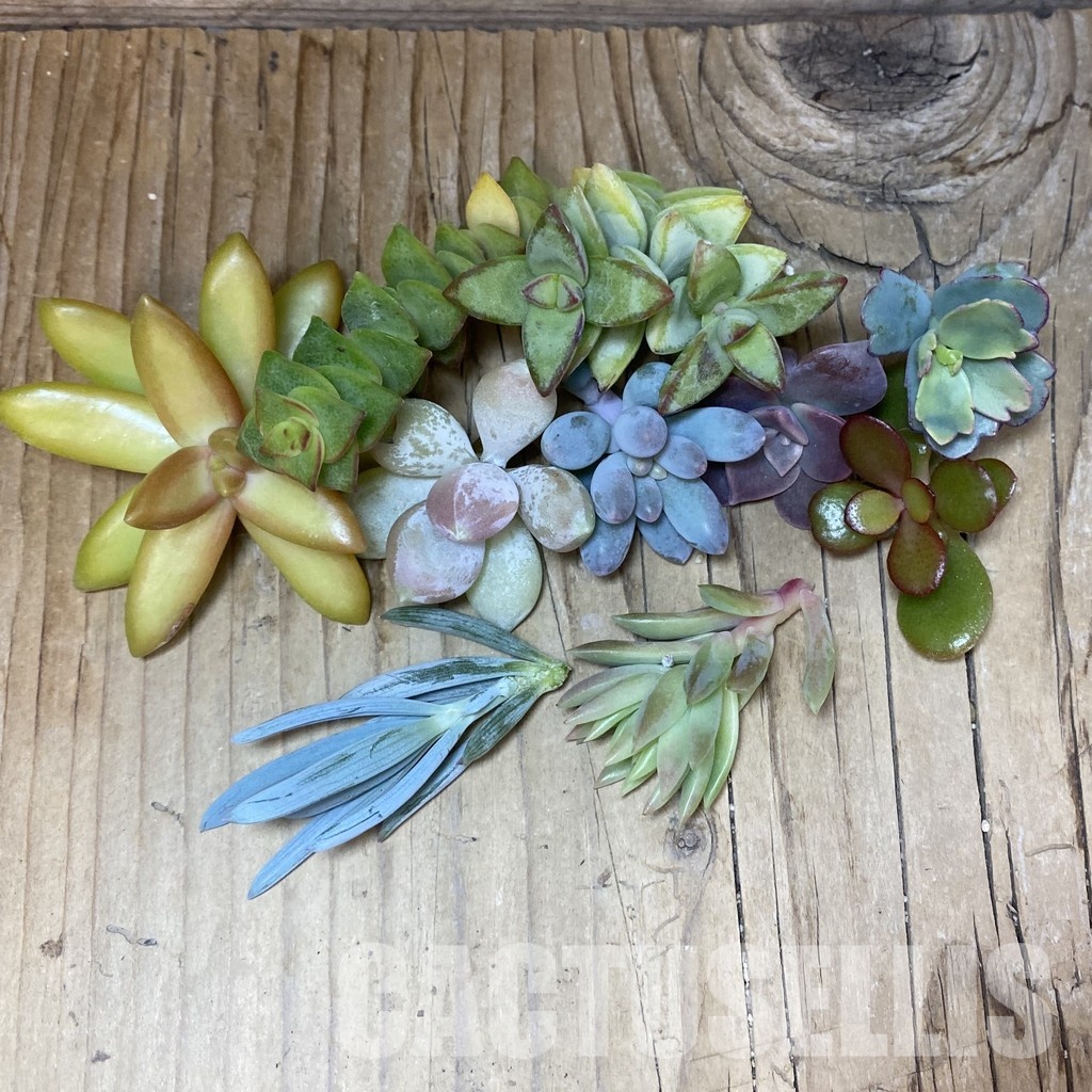 SH33499 Succulents mix, cuted - Image 2