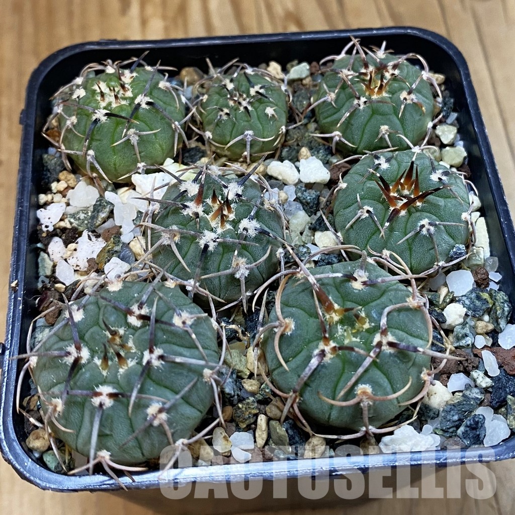 SH33420 Gymnocalycium vatteri, clon 2, seedling