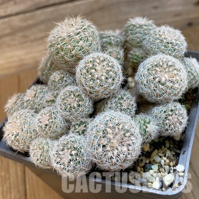 SH33421 Gymnocalycium bruchii v. glaucum WP 0455-873, 10 years old