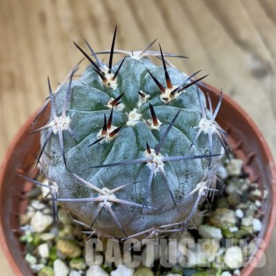SH33423 Acanthocalycium glaucum