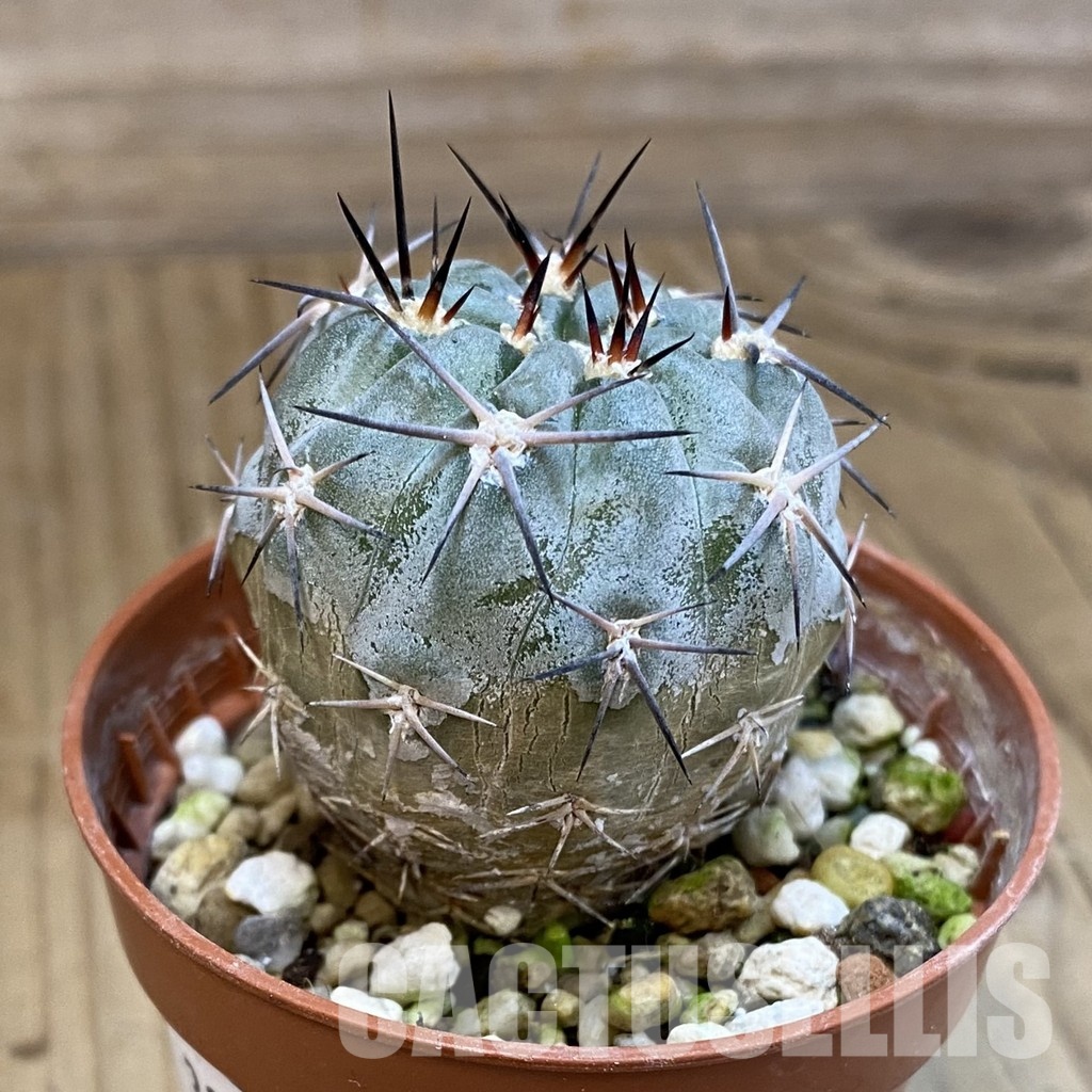 SH33423 Acanthocalycium glaucum - Image 2