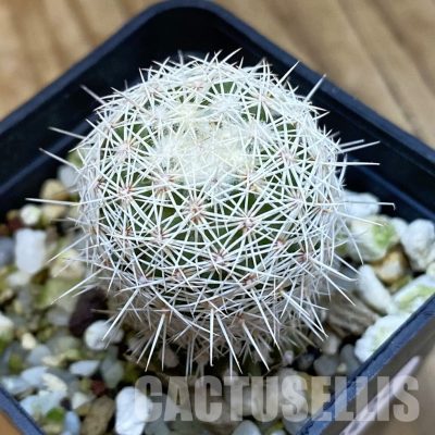 SH33424 Coryphantha werdermannii RUS 35