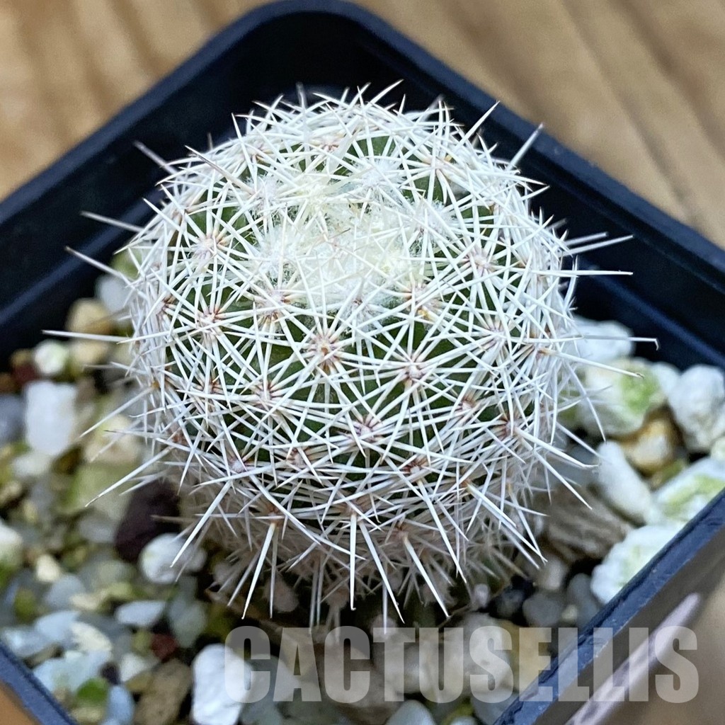 SH33424 Coryphantha werdermannii RUS 35