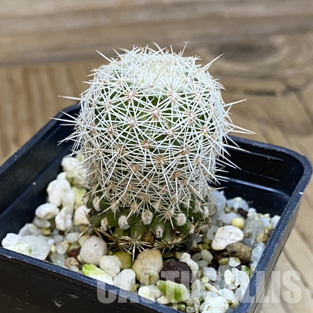 SH33424 Coryphantha werdermannii RUS 35 - Image 2