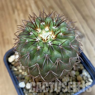 SH33425 Copiapoa longistaminea CGC 15303, grafted