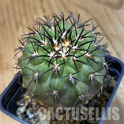 SH33426 Copiapoa longistaminea CGC 15303, grafted