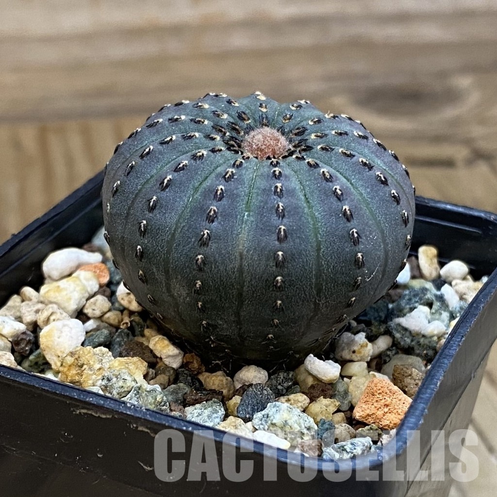 SH33428 Frailea asterioides - Image 2