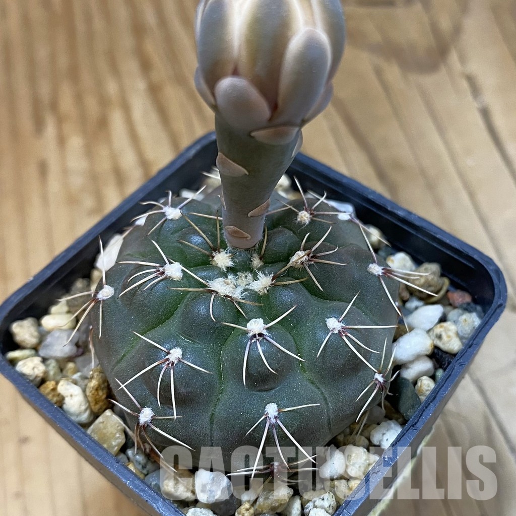 SH33431 Gymnocalycium robustum