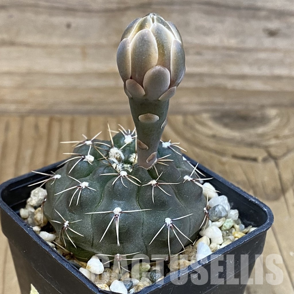 SH33431 Gymnocalycium robustum - Image 2
