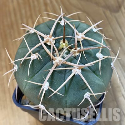 SH33432 Gymnocalycium bayrianum, 7 years old