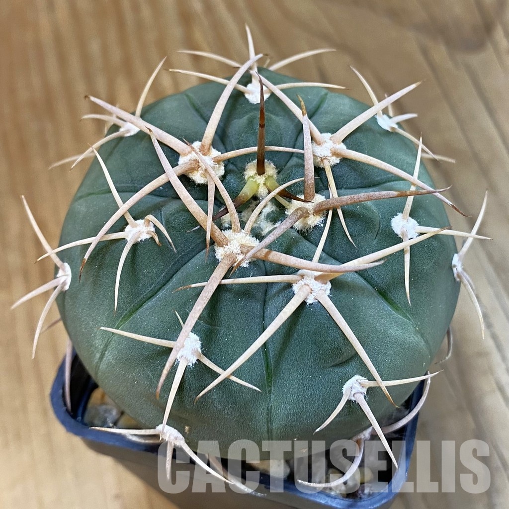 SH33432 Gymnocalycium bayrianum, 7 years old