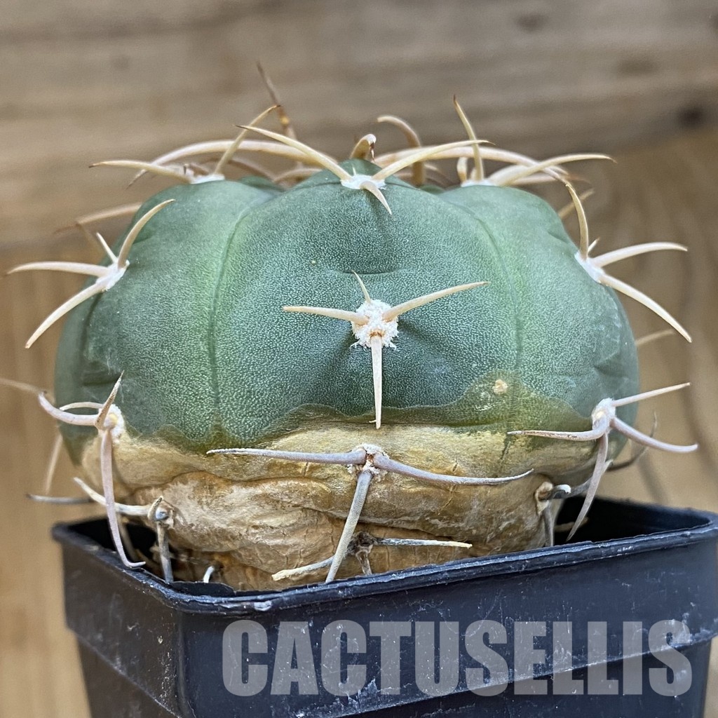 SH33432 Gymnocalycium bayrianum, 7 years old - Image 2