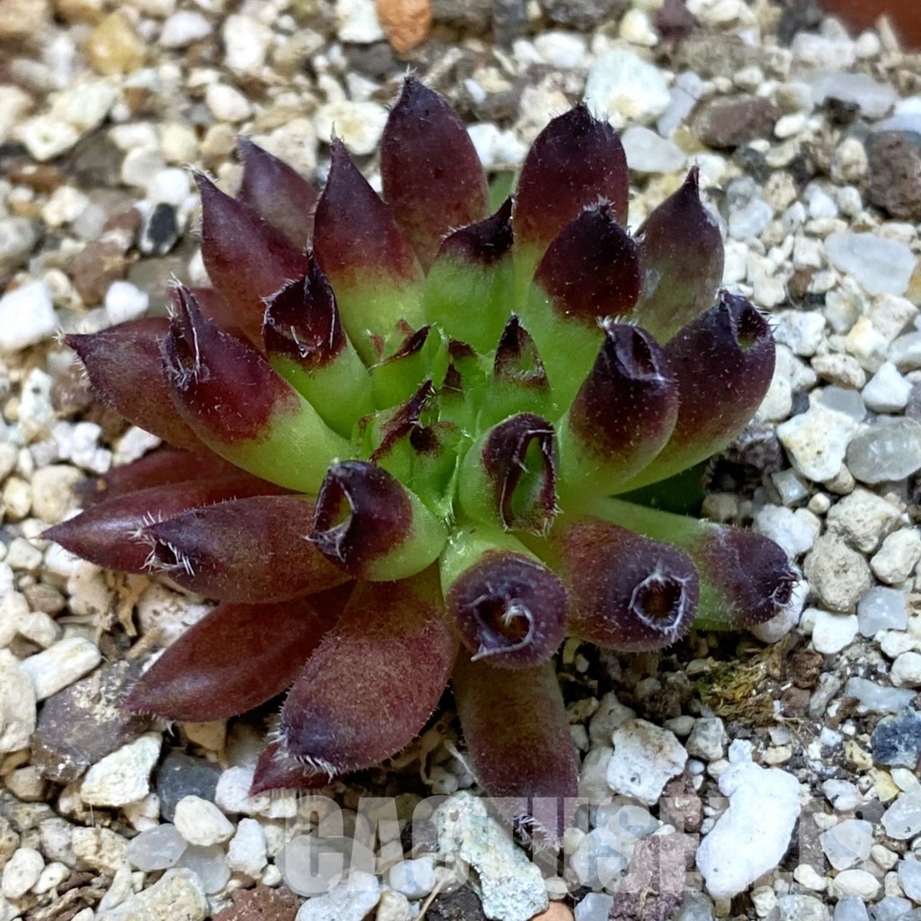 SH33461 Sempervivum ‘Red Oddity’ (cold-resistant)