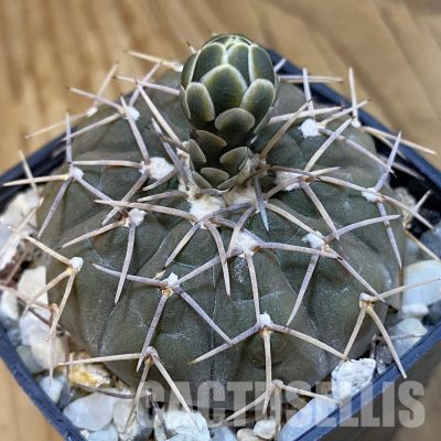 SH33434 Gymnocalycium triacanthum, 6 years old