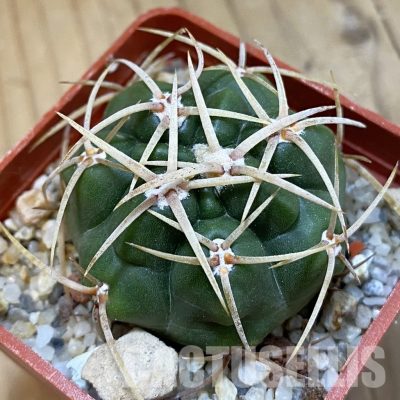 SH33436 Gymnocalycium monvillei