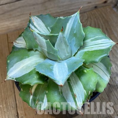 SH33455 Agave isthmensis f. variegata