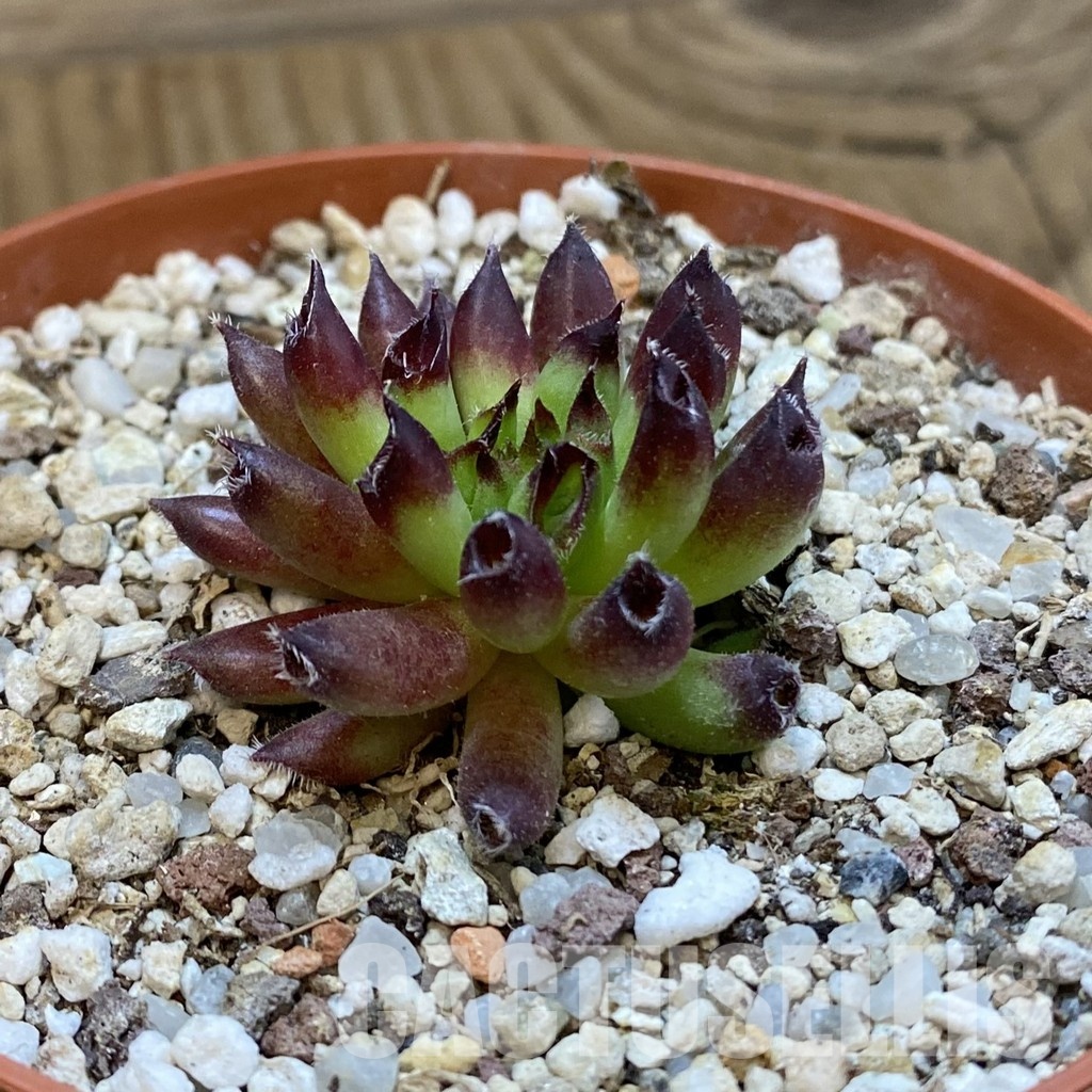 SH33461 Sempervivum ‘Red Oddity’ (cold-resistant) - Image 2