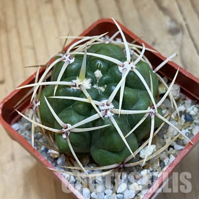 SH33437 Gymnocalycium monvillei