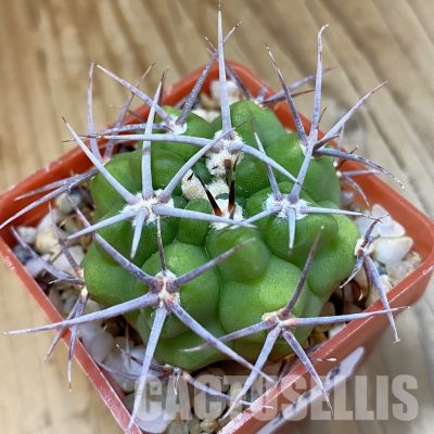SH33438 Gymnocalycium mostii v. miradorense Tom 15-745/1