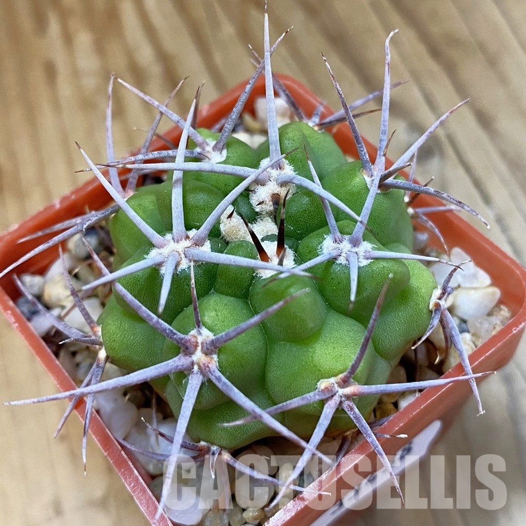 SH33438 Gymnocalycium mostii v. miradorense Tom 15-745/1
