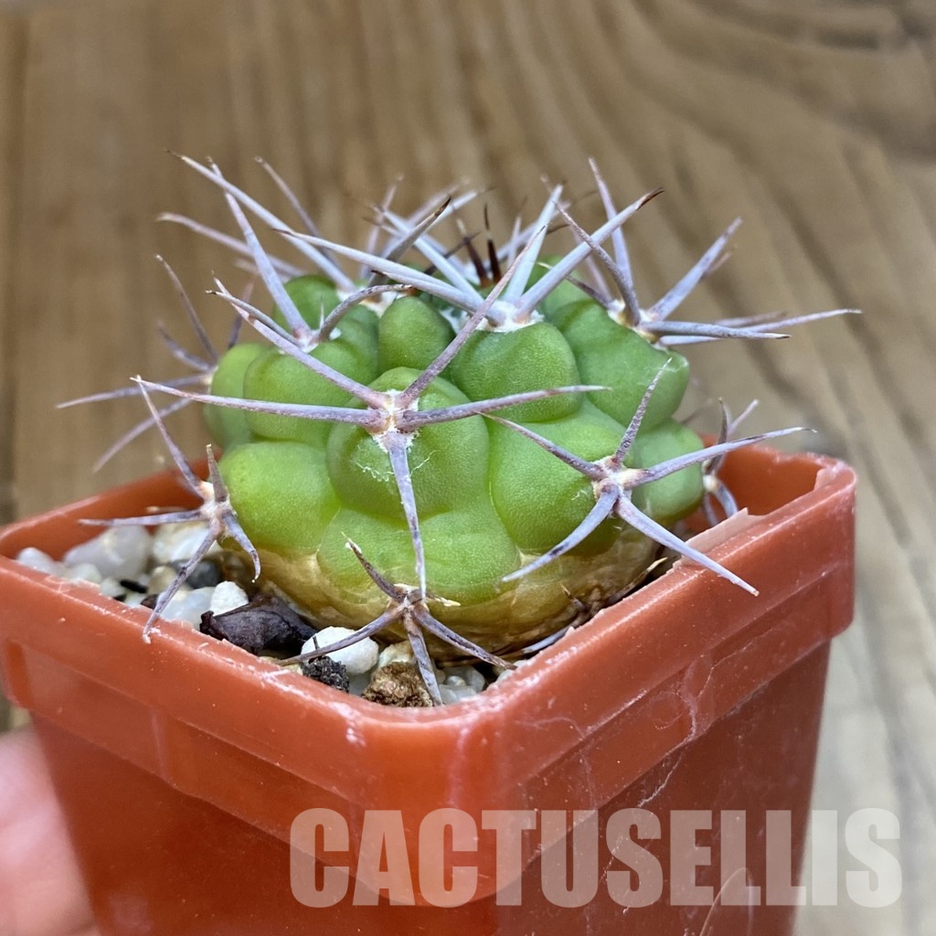 SH33438 Gymnocalycium mostii v. miradorense Tom 15-745/1 - Image 2