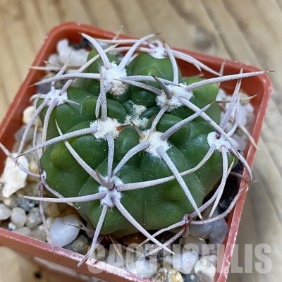 SH33439 Gymnocalycium orientale v. vikulovii TOM 15-756/1