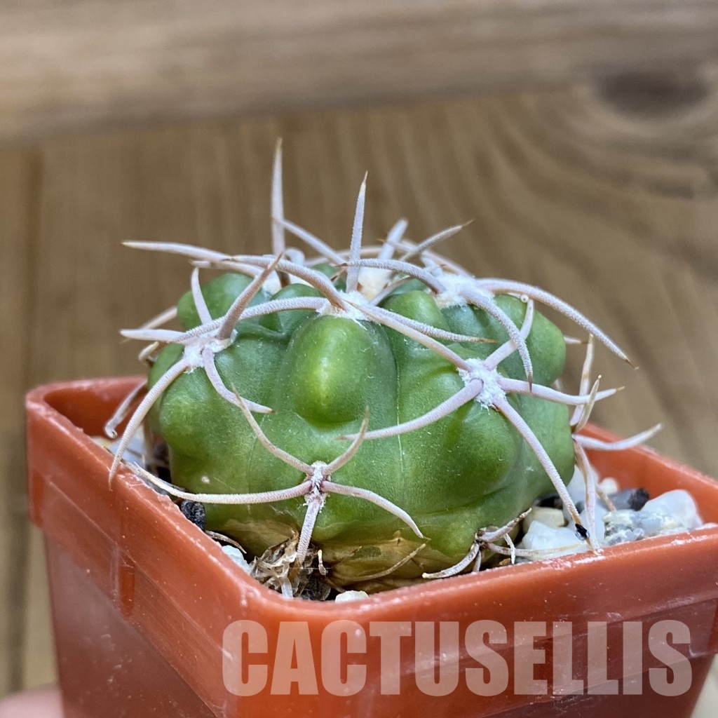 SH33439 Gymnocalycium orientale v. vikulovii TOM 15-756/1 - Image 2