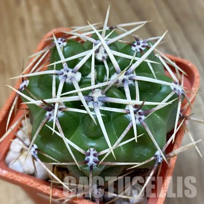 SH33440 Gymnocalycium multiflorum
