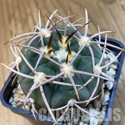 SH33441 Gymnocalycium mazanense v. polycephalum P 223