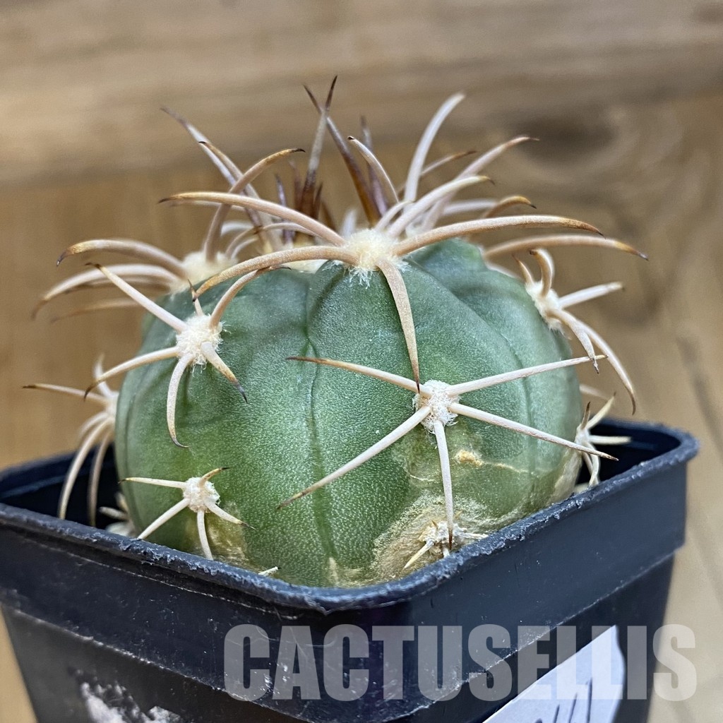 SH33441 Gymnocalycium mazanense v. polycephalum P 223 - Image 2