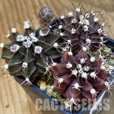 SH33443 Gymnocalycium mihanovichii ‘Black Widow’ hybrid