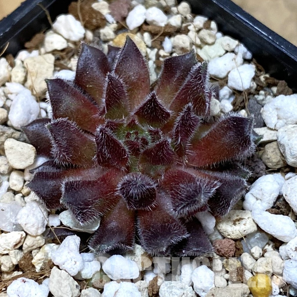 SH33462 Sempervivum ‘Red Oddity’ (cold-resistant)