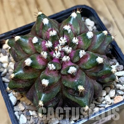 SH33445 Gymnocalycium mihanovichii ‘T-Rex’