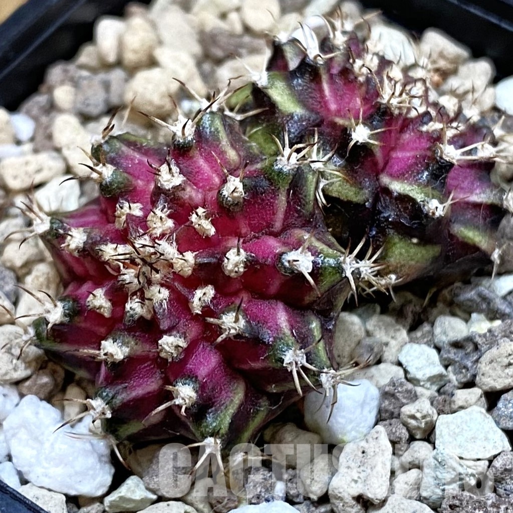 SH33446 Gymnocalycium mihanovichii ‘T-Lux’