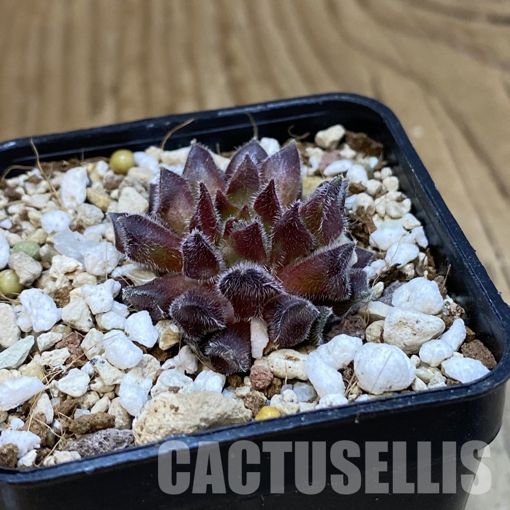 SH33462 Sempervivum ‘Red Oddity’ (cold-resistant) - Image 2