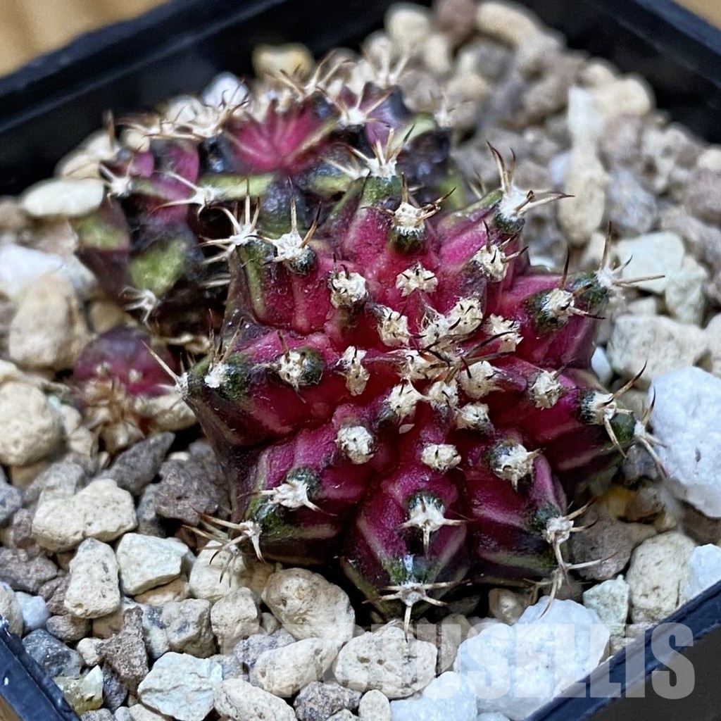 SH33446 Gymnocalycium mihanovichii ‘T-Lux’ - Image 2
