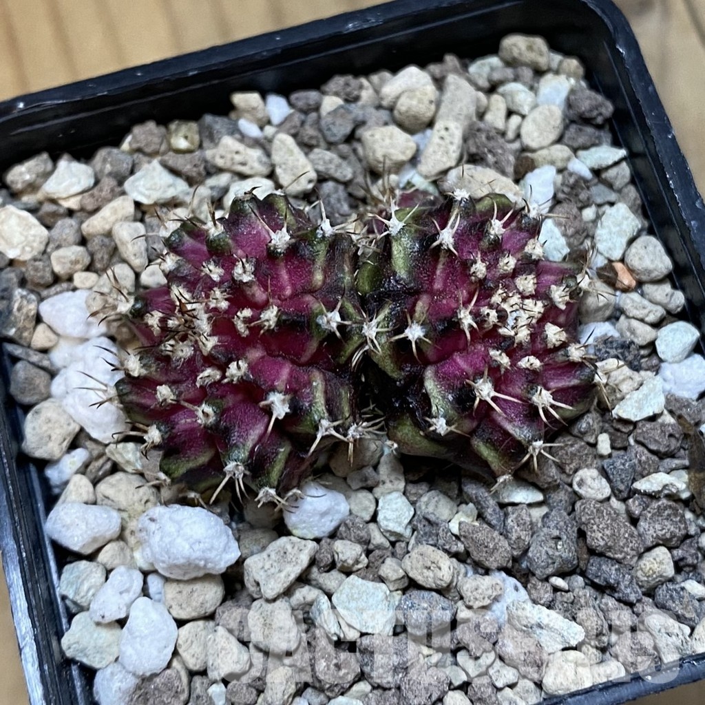 SH33446 Gymnocalycium mihanovichii ‘T-Lux’ - Image 3