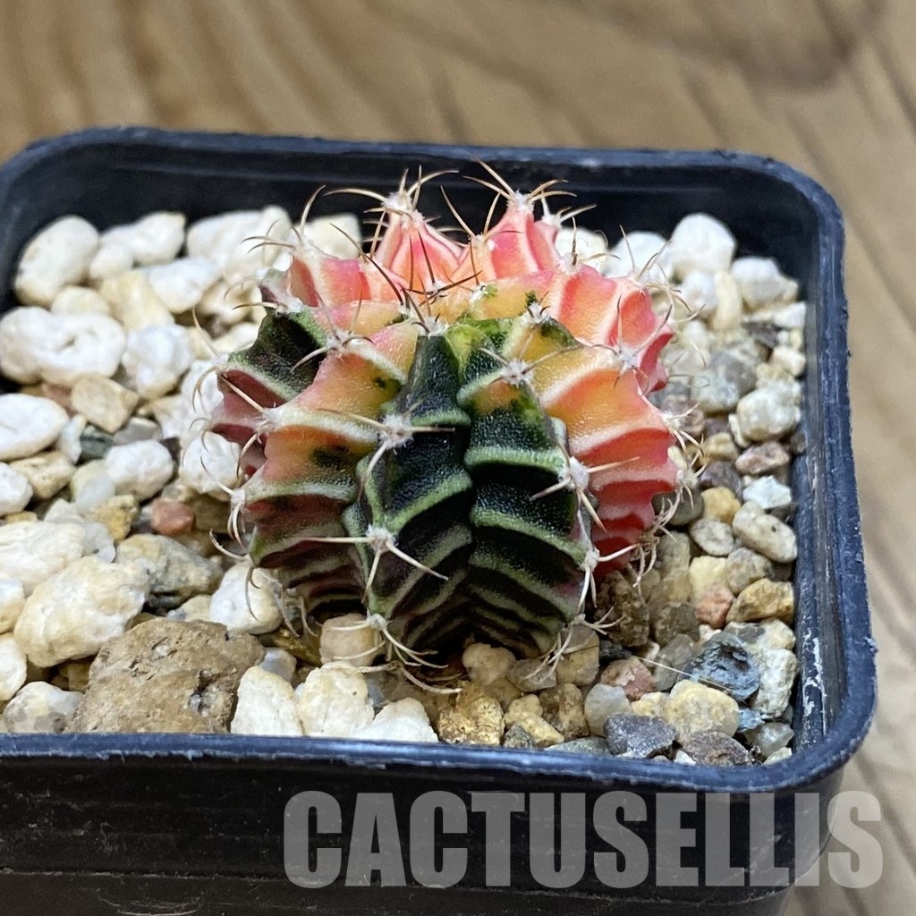 SH33448 Gymnocalycium mihanovichii f. variegata, seedling - Image 2