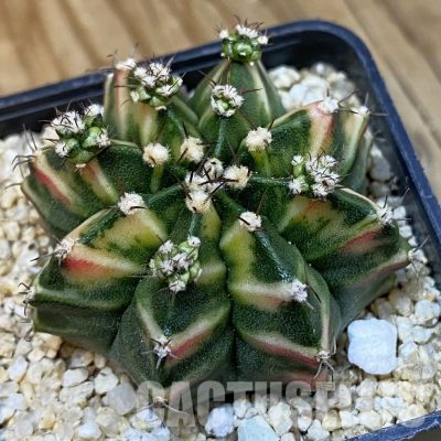 SH33449 Gymnocalycium mihanovichii 'Pink Salah'
